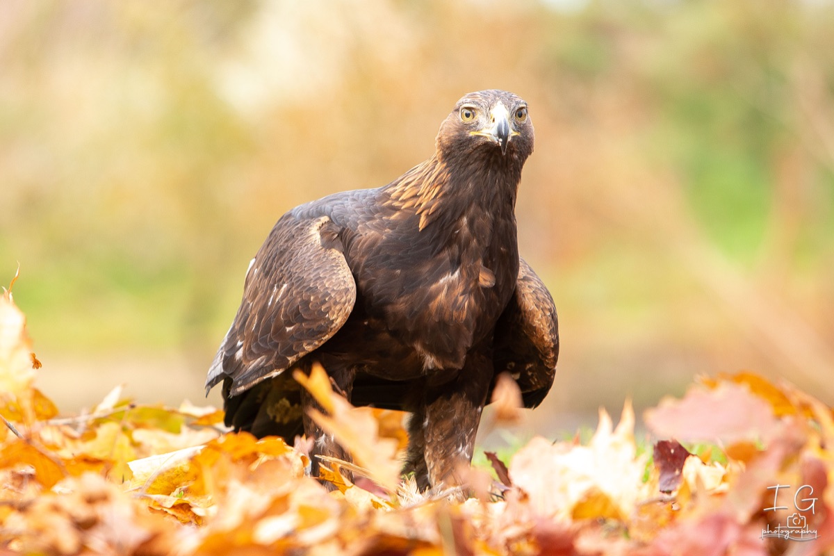  5D49640 31 oktober 2021 1453 25